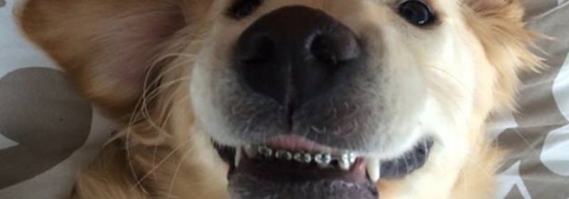 Зубы и прикус собак