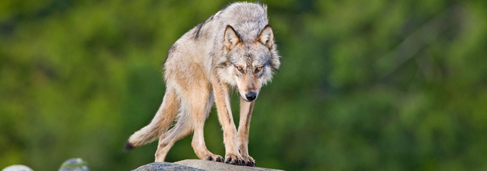 Волк - носитель и распространитель бешенства